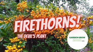 How to Propagate Pyracantha Firethorn – With Results [upl. by Astra]