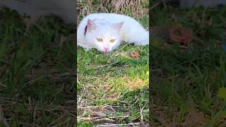 😱😡Cat vs Lizard The Ultimate ShowdownReal life Zoonomaly Cuty kitty  shorts catfight cat [upl. by Laeno]