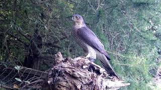 Watch this Incredible Footage of a Sparrowhawk  Discover Wildlife  Robert E Fuller [upl. by Atinot]