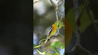 kicau burung blackburnian warbler [upl. by Regnij605]