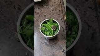 Chef Venkatesh bhat sir favourite recipe Coriander leaves chutney [upl. by Hansel]