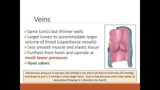 Ch 20 Blood Vessels Part 1Lecture Recording 7Venules amp Veins [upl. by Atimed]