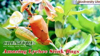 CREATURE 04 Evolution of Lychee Giant Stink Bugs from Small to Big Survive on Leaves of Logan Tree [upl. by Anitnegra756]