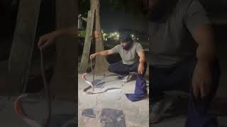 Indian Spectacled Cobra Venomous cobra youtube viral snake shortsviral ytshorts like vn [upl. by Barcus]