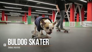 Buldog skater Niezwykły talent psa z Rosji [upl. by Nesiaj]