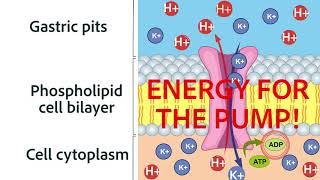 Understanding Proton Pump Enzymatic Inhibitors [upl. by Lewiss]