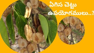 Pterocarpus marsupium  about  benefits in Telugu  ఏగిస చెట్టు ఉపయోగములు [upl. by Malas453]