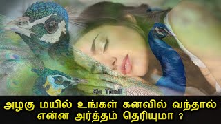 அழகு மயில் உங்கள் கனவில் வந்தால் என்ன அர்த்தம் தெரியுமா   Peacocok in your dream  Zio Tamil [upl. by Nnylav]