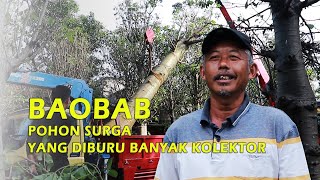 BAOBAB POHON LANGKA BERNILAI MILIARAN RUPIAH [upl. by Hillell691]