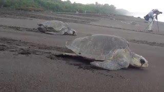 Sea Turtle Arribada in Costa Rica [upl. by Gearard59]