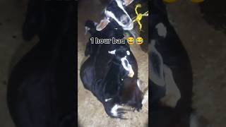 Meri bakri ke bacche ki funny scene😂😂goatfunnyviralpopular song [upl. by Aihsatal265]