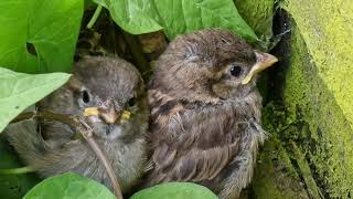 Baby Sparrows all over the garden [upl. by Louls]