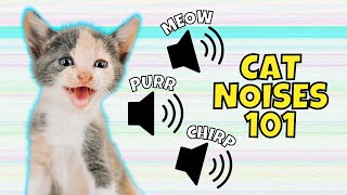 8 Common Cat Noises amp What They Mean [upl. by Nolan]