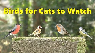 Birds for Cats to Watch  Tiny Birds TV for Your Cat [upl. by Lajes453]