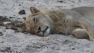 Our Botswana Safari in the Okavango Delta  the Chobe Savuti and Moremi Game Reserves [upl. by Dorca]