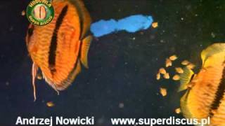 Discus Heckel F1 www superdiscuspl Andrzej Nowicki discus poland [upl. by Tdnerb]