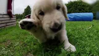 Golden Retriever puppies 6 week old from Kennel Goldblaze GoPro Hero HD 3 [upl. by Milson735]