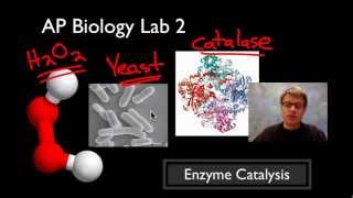 AP Biology Lab 2 Enzyme Catalysis [upl. by Adyeren]