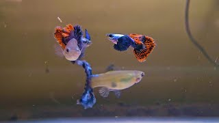 Beautiful Dumbo Ear Mosaic Guppy Gives Birth [upl. by Myo44]