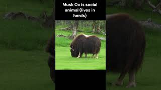 Musk Ox  Fun Facts [upl. by Adna]