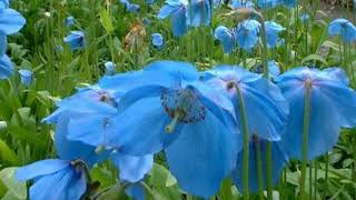 Meet Meconopsis the blue Himalayan poppy [upl. by Airemahs734]