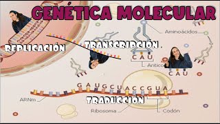 Genetica molecular Replicación transcripción y traducción 4º ESO  BioESOsfera [upl. by Coppinger]