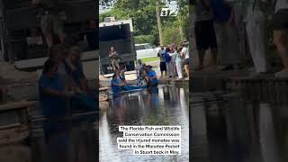 Manatee injured by boat propeller returns to Treasure Coast waters [upl. by Mikkel107]