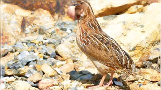 Unveiling the Mysterious Nature sounds of common Quail  Bater ki Awaaz [upl. by Annoif]