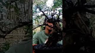 bonsai ileng ileng purba [upl. by Htelimay732]