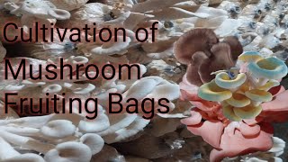 How to care the mushroom fruiting bags after harvesting [upl. by Randy]