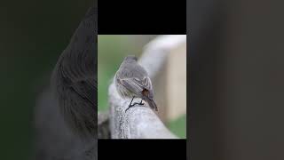 Black redstart video female [upl. by Loutitia]