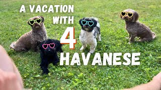 A Vacation with 4 Havanese Pups [upl. by Amanda]