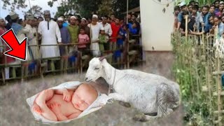 Bakri Ne Shair Ke Bacche Ko Pala  लेकिन शेर ने उसके साथ क्या किया देखें  ALLAHU AKBAR [upl. by Eatton]