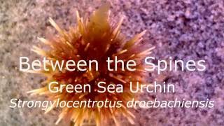 Green Sea Urchin Strongylocentrotus droebachiensis [upl. by Neetsyrk]