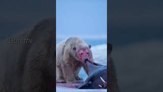 polar bear and walrus fight shorts [upl. by Oht]