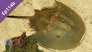 Ep114b Horseshoe Crabs [upl. by Llertnov]