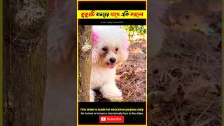 Emotional Story of Poor Dog amp Monkey 😭 bhuter cartoon bangla TBMShortStory shorts dog [upl. by Yerd28]