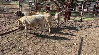 Charolais X Heifer Calves  Lot 545 [upl. by Rednal89]