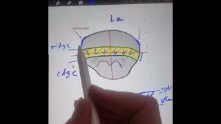 الفرق بين ال incisal ridge and incisal edge للاسنان الاماميه [upl. by Erving]