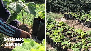 Propagation of Paulownia seedlings  Growing Paulownia from Seedlings [upl. by Aleunam]