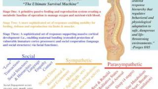 Autonomic Nervous System Insights  Part 3 [upl. by Turk]