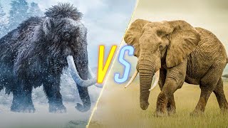 Woolly Mammoth VS Elephant [upl. by Chita]