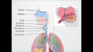 Människans andningsorgan gammal [upl. by Rainger]