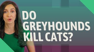 Do Greyhounds kill cats [upl. by Islehc]