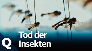 Woher wir wissen dass die Insekten sterben  Quarks [upl. by Sulokcin]