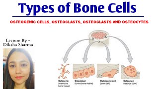 Types of Bone Cells  Osteogenic cells Osteoblasts cells Osteocytes cells and Osteoclasts cells [upl. by Asiar108]