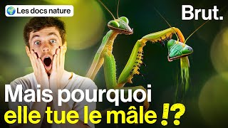 Le fascinant cannibalisme sexuel des mantes [upl. by Brigida149]