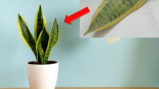 Easiest way to propagate snake plant Great Snake Plant [upl. by Cummins]