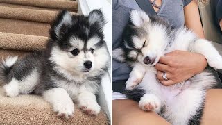 Funny And Cute Husky Puppies Compilation 11 Adorable Husky Puppy [upl. by Sinclair]