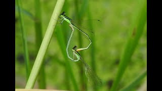 Pygmy Dartlet damselfly mating  Changaram Wetlands [upl. by Yeliab910]